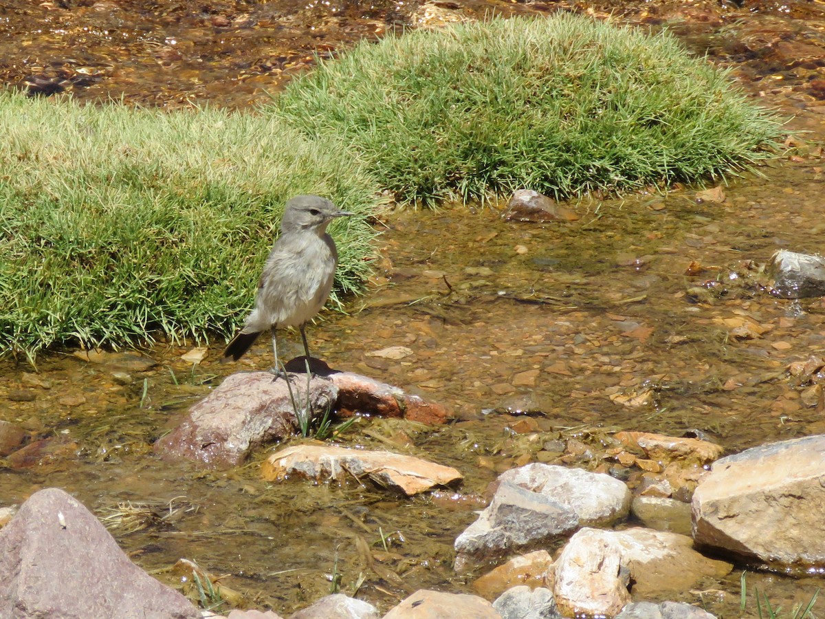 Kül Rengi Yer Tiranı - ML643880863