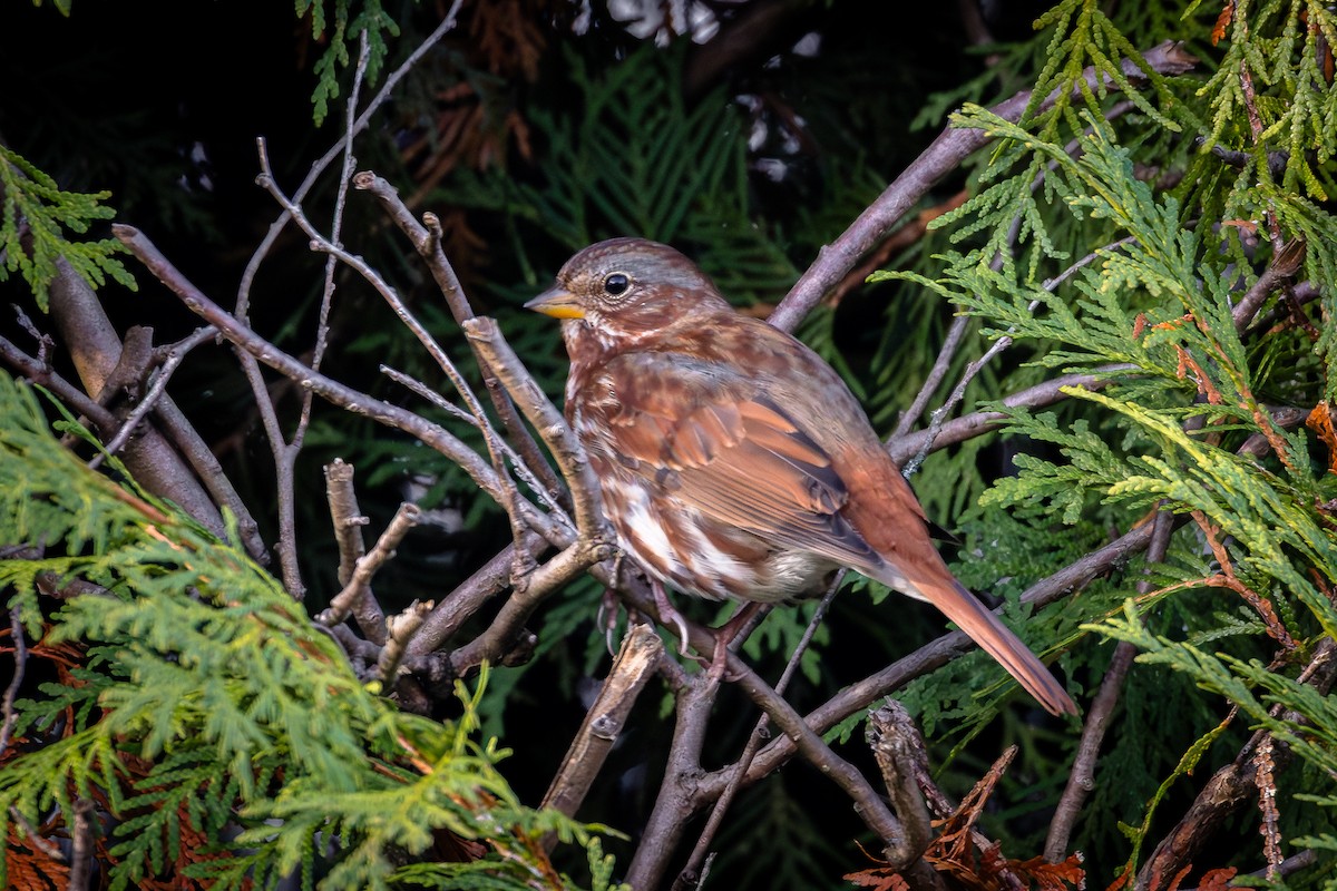 Fox Sparrow - ML643880864