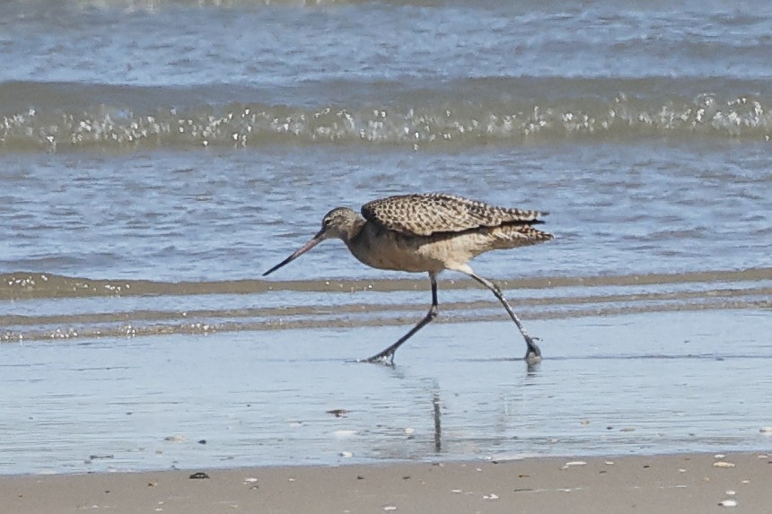 Marbled Godwit - ML643880865