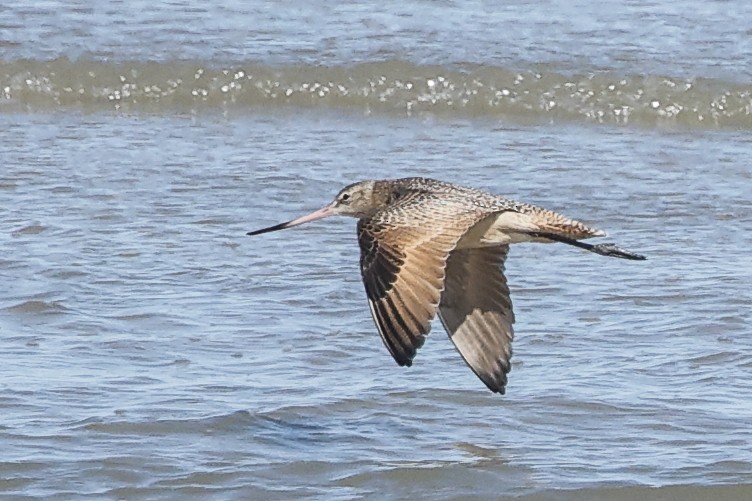 Marbled Godwit - ML643880866