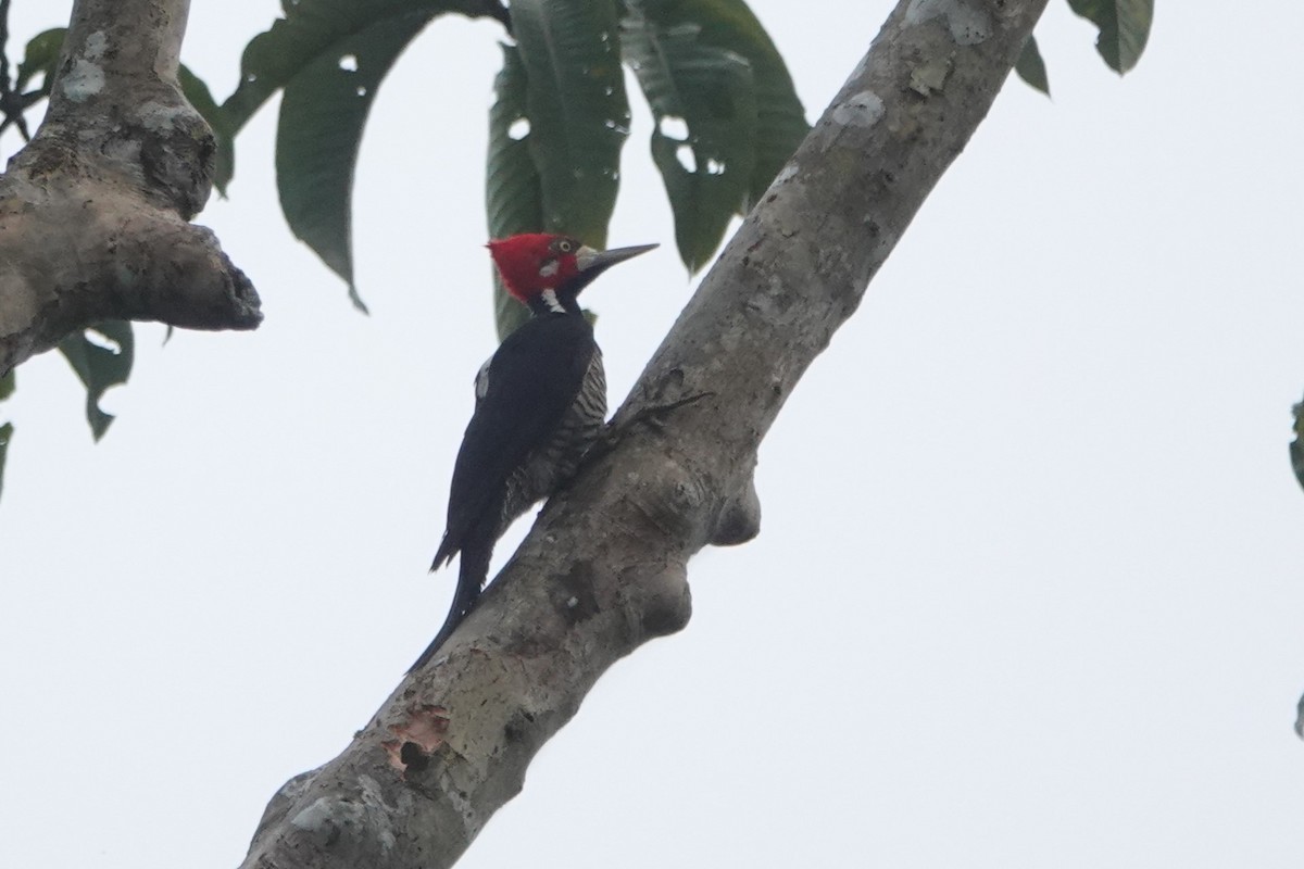 Crimson-crested Woodpecker - ML643880867