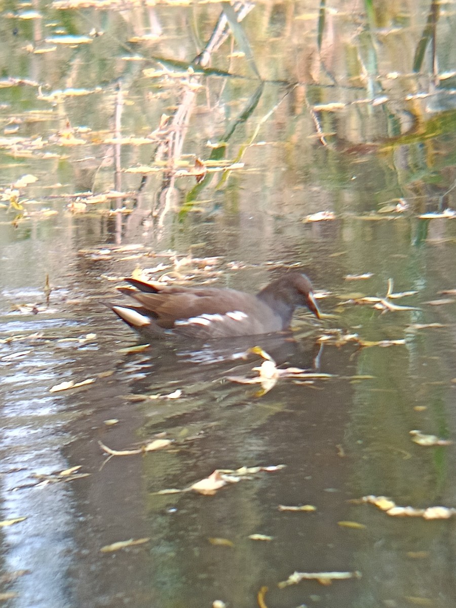Eurasian Moorhen - ML643880872