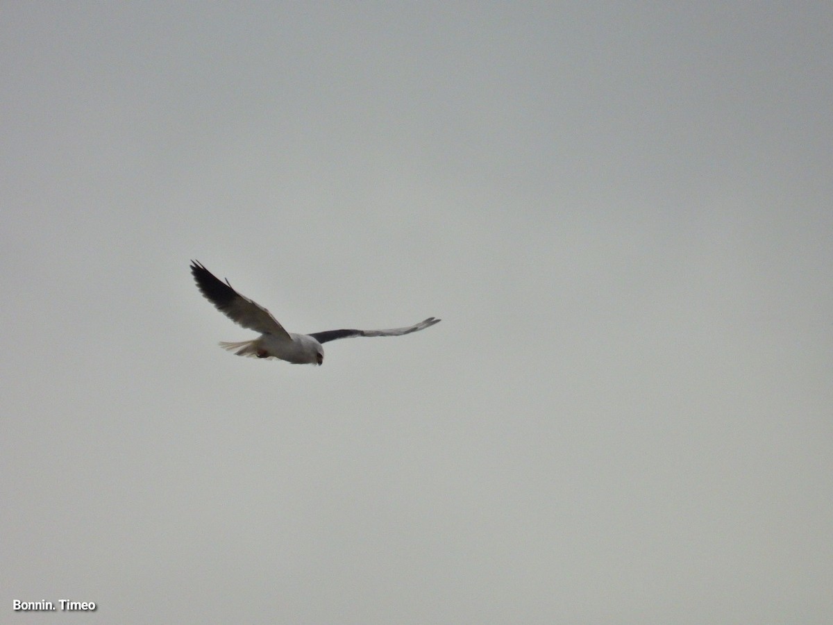 Black-winged Kite - ML643880877