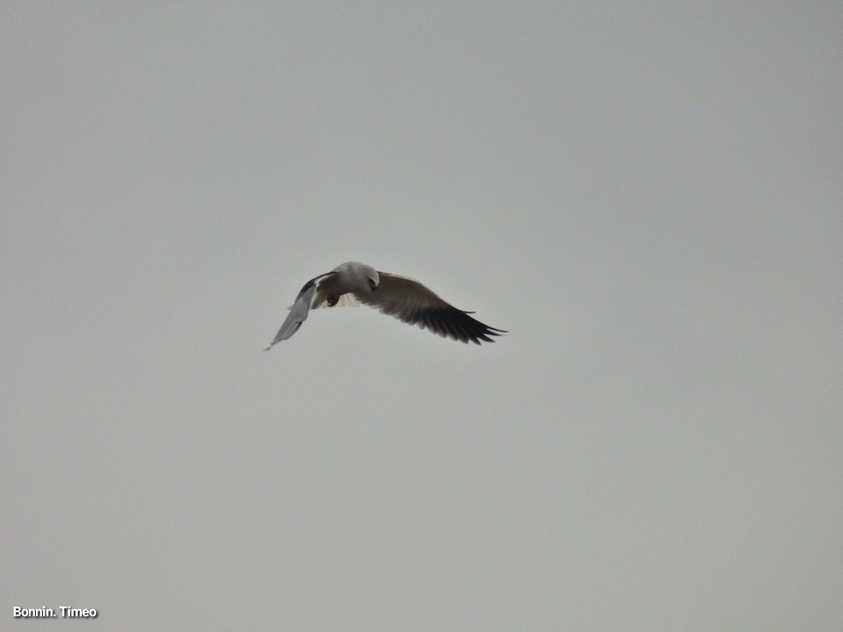 Black-winged Kite - ML643880878