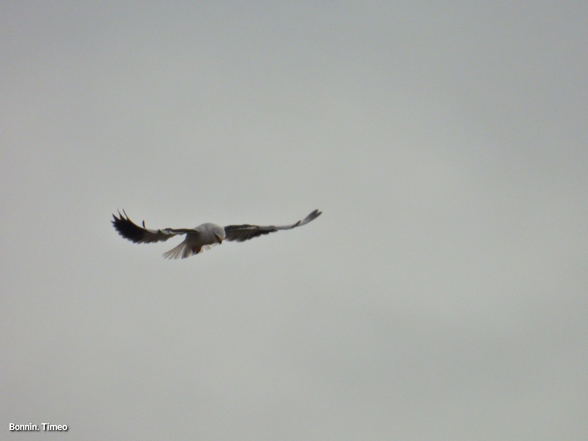 Black-winged Kite - ML643880879