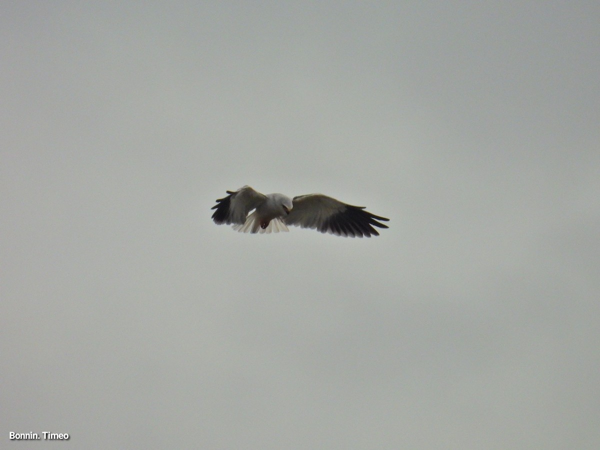 Black-winged Kite - ML643880880