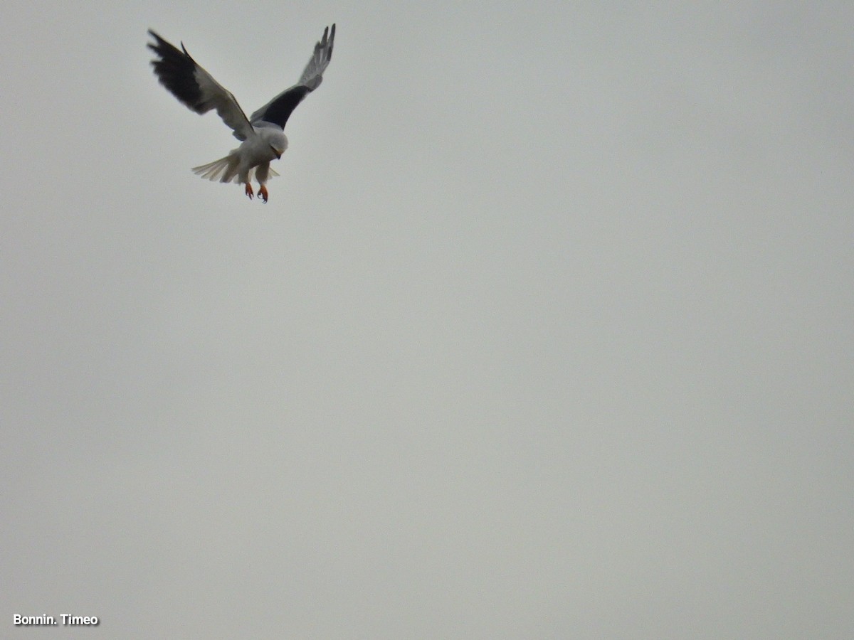 Black-winged Kite - ML643880881