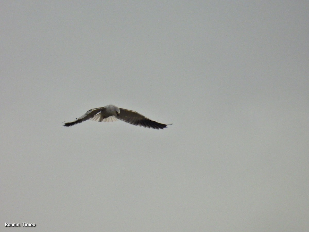 Black-winged Kite - ML643880882