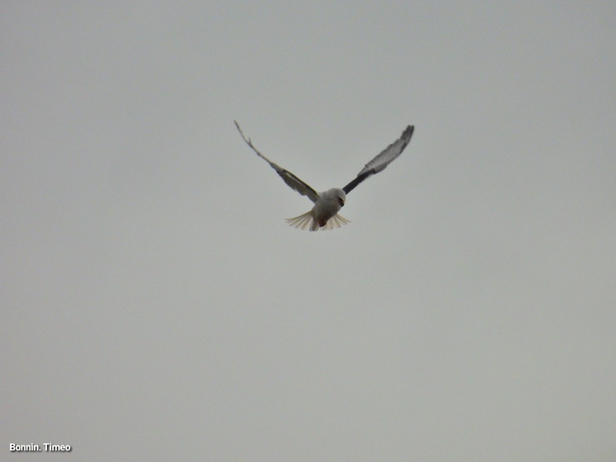 Black-winged Kite - ML643880883