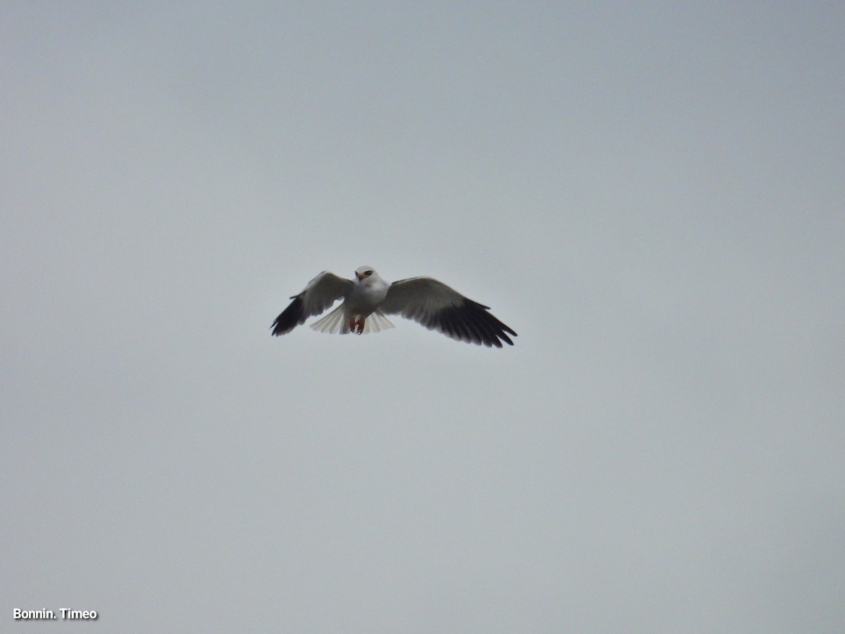 Black-winged Kite - ML643880884