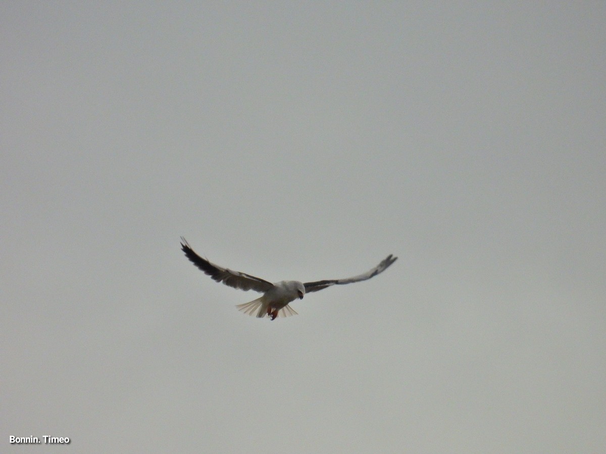 Black-winged Kite - ML643880885
