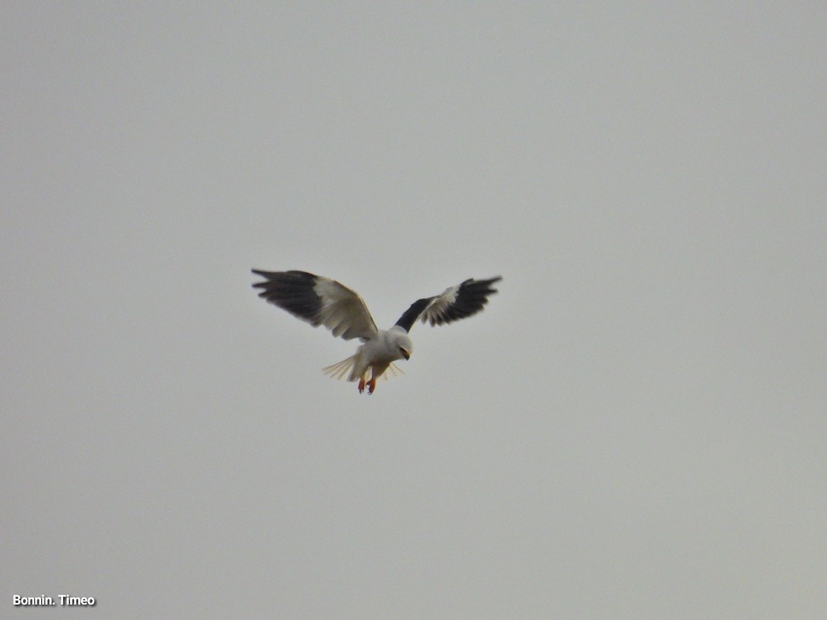 Black-winged Kite - ML643880886