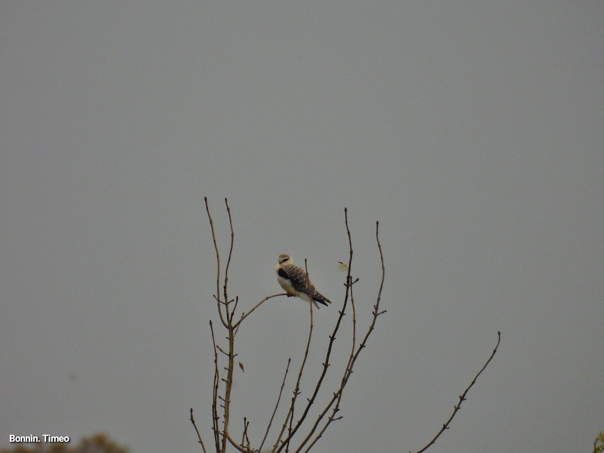 Black-winged Kite - ML643880887
