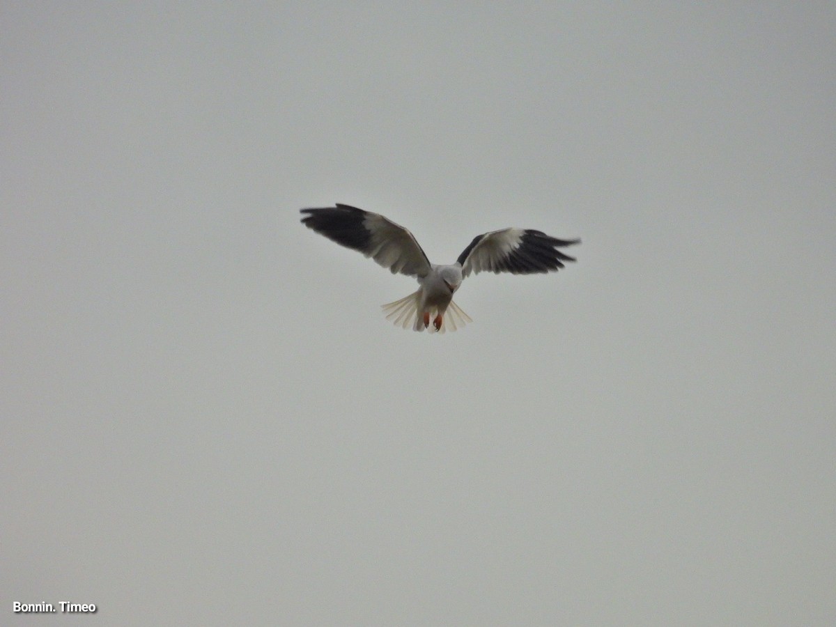 Black-winged Kite - ML643880888