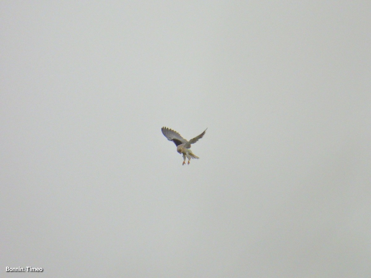 Black-winged Kite - ML643880889