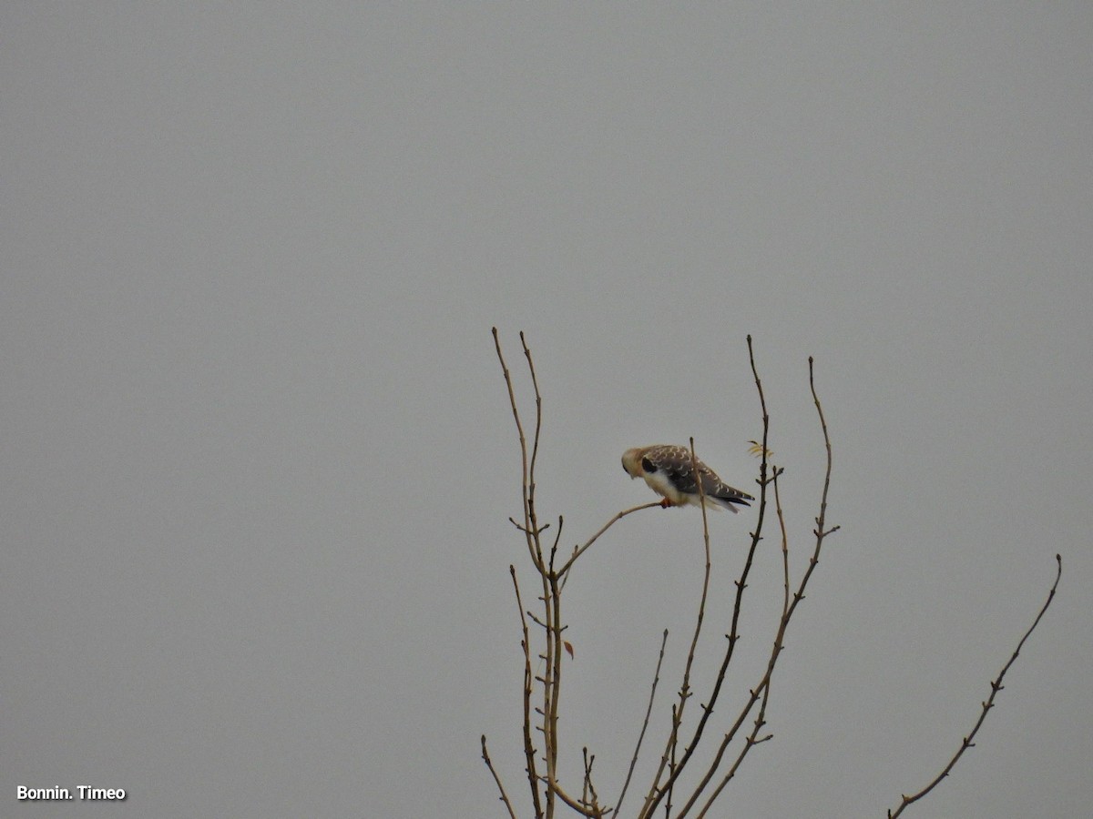 Black-winged Kite - ML643880890