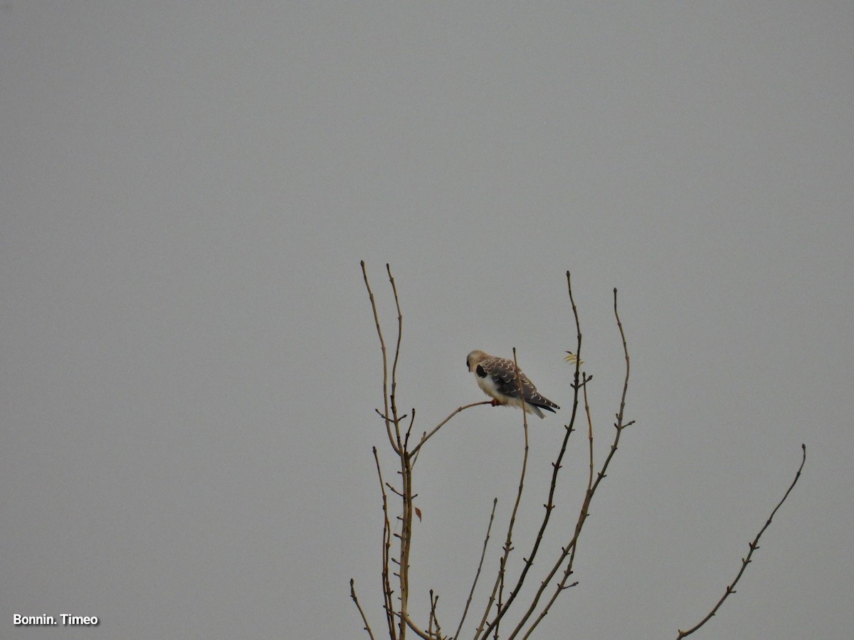 Black-winged Kite - ML643880891