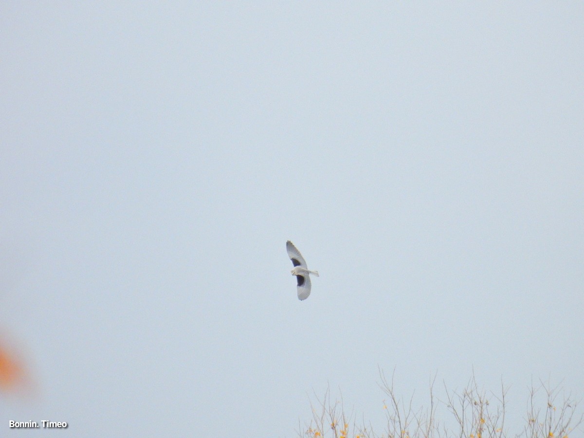Black-winged Kite - ML643880892