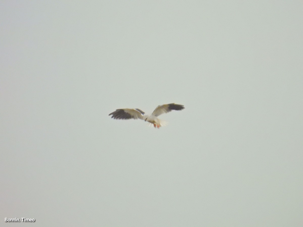 Black-winged Kite - ML643880893