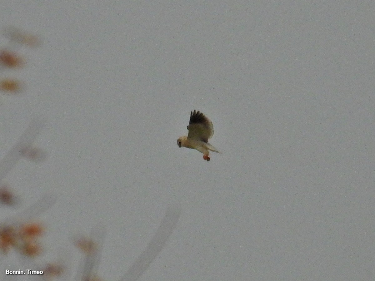 Black-winged Kite - ML643880894