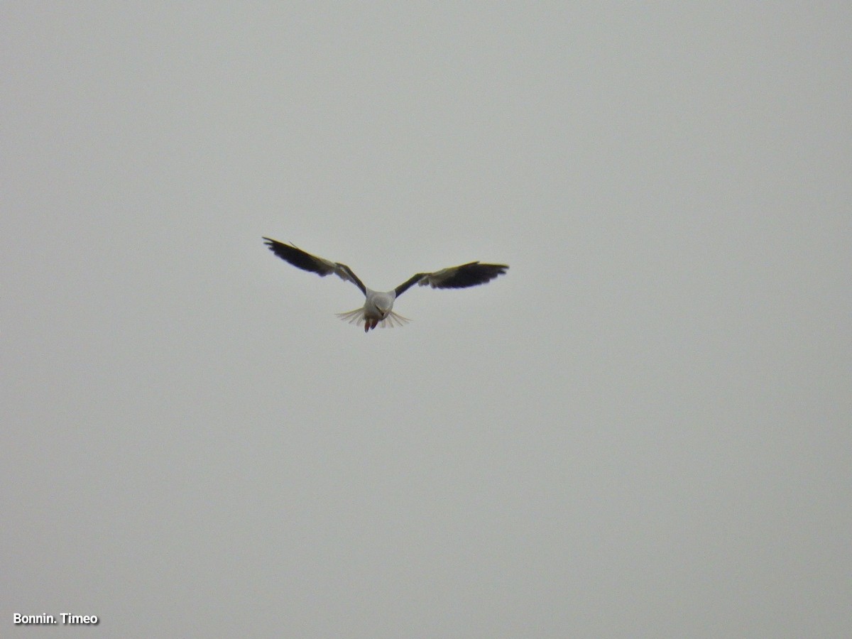 Black-winged Kite - ML643880895