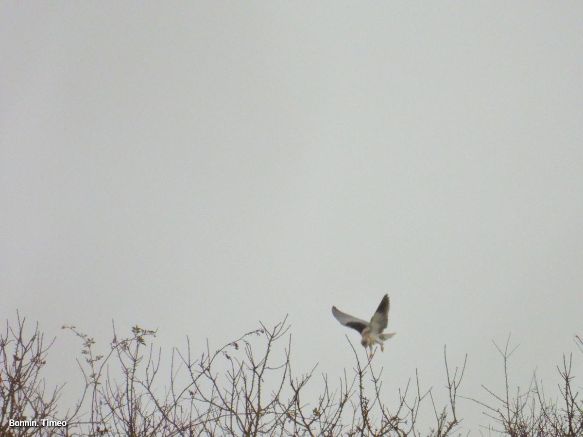 Black-winged Kite - ML643880896