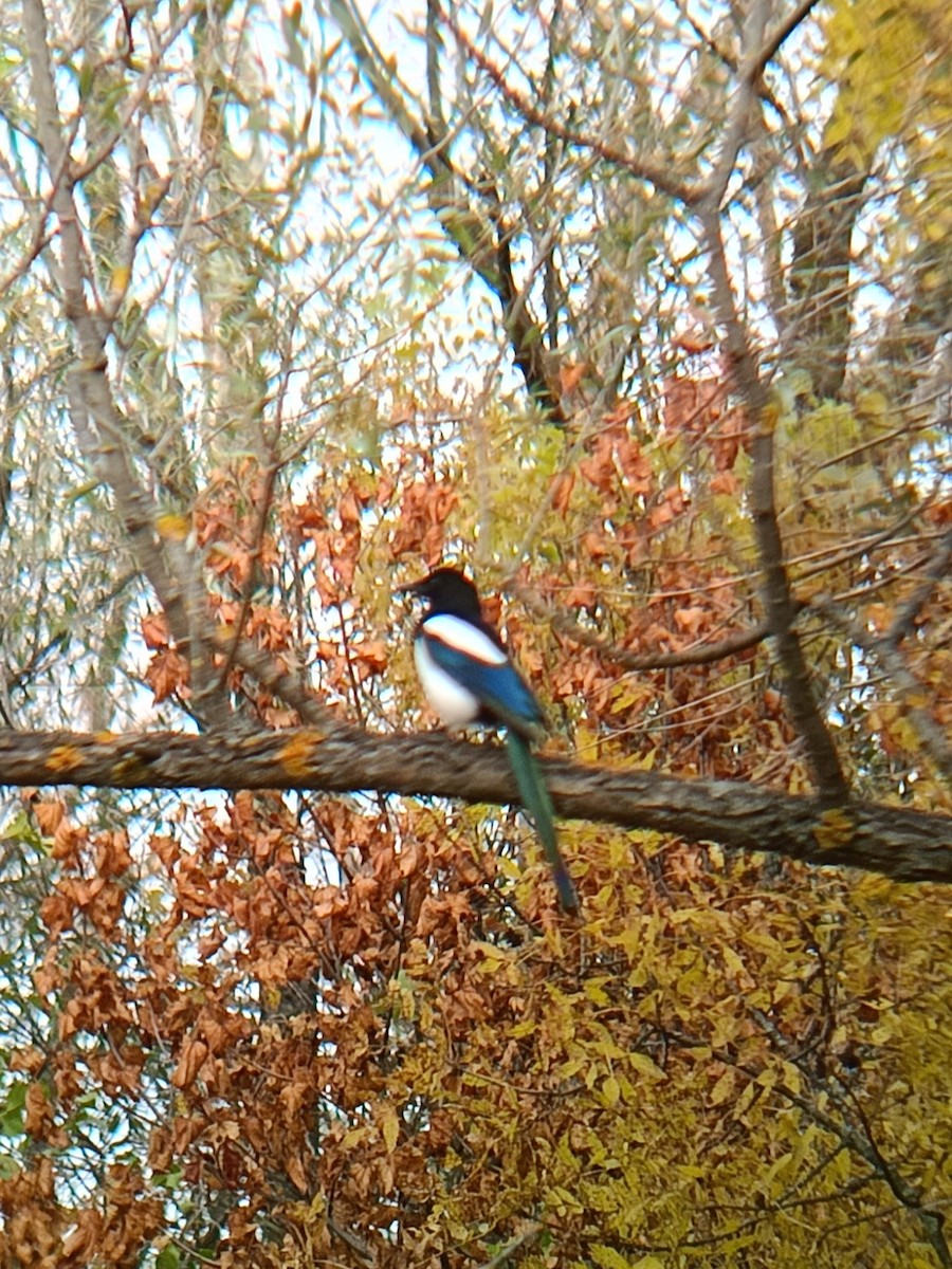 Eurasian Magpie - ML643880897