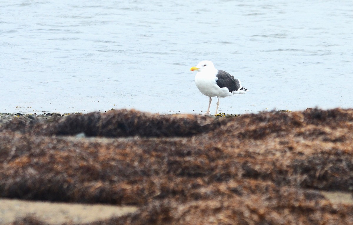 Great Black-backed Gull - ML643880898