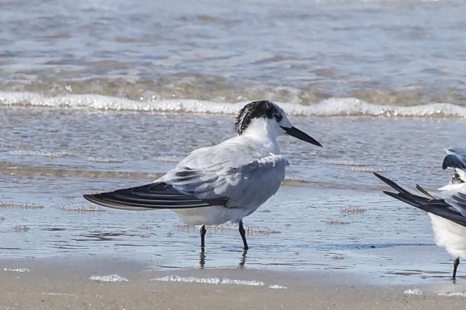 Sandwich Tern - ML643880901