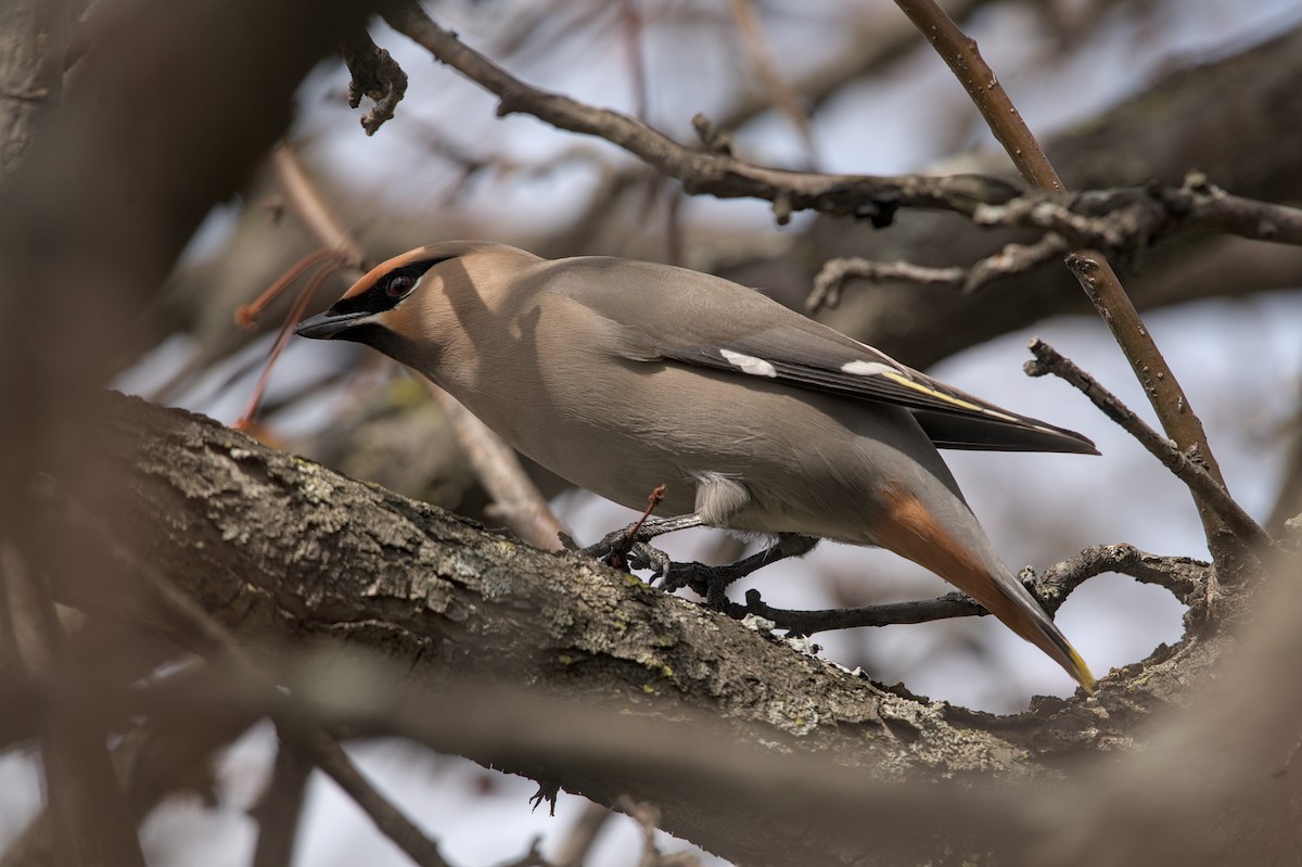 Bohemian Waxwing - ML643880903
