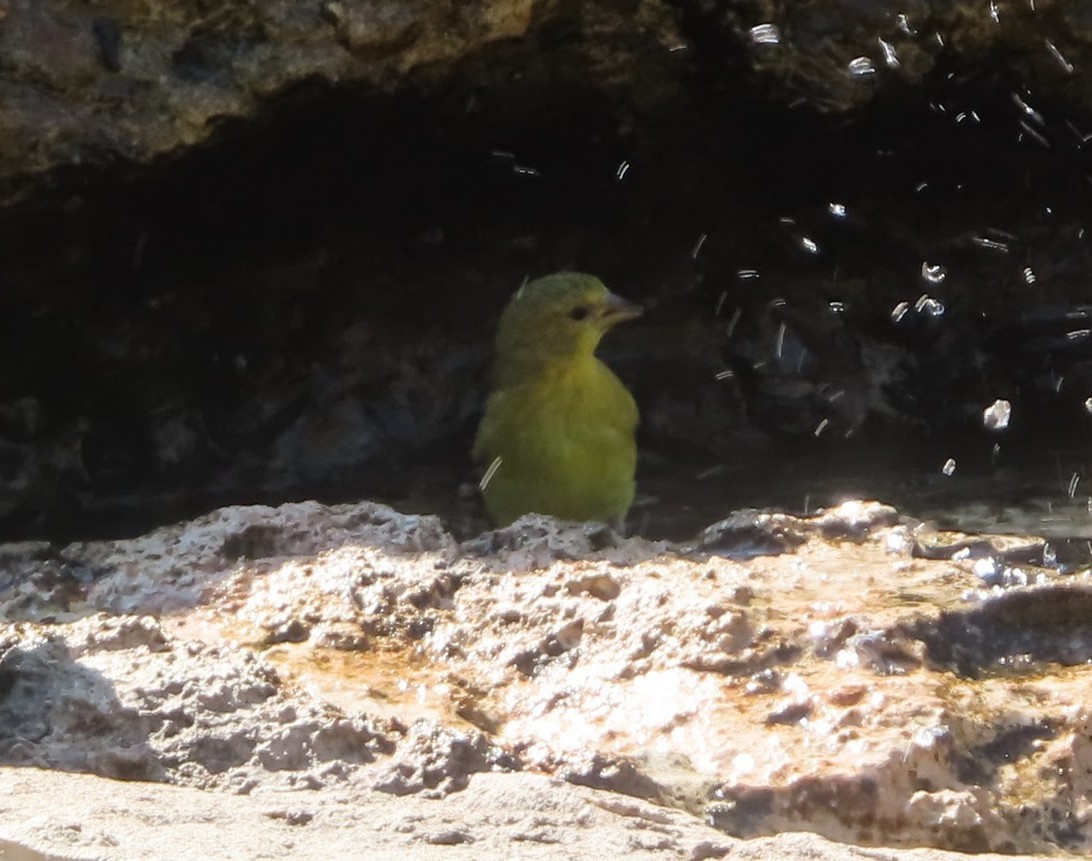 Lesser Goldfinch - ML643880905