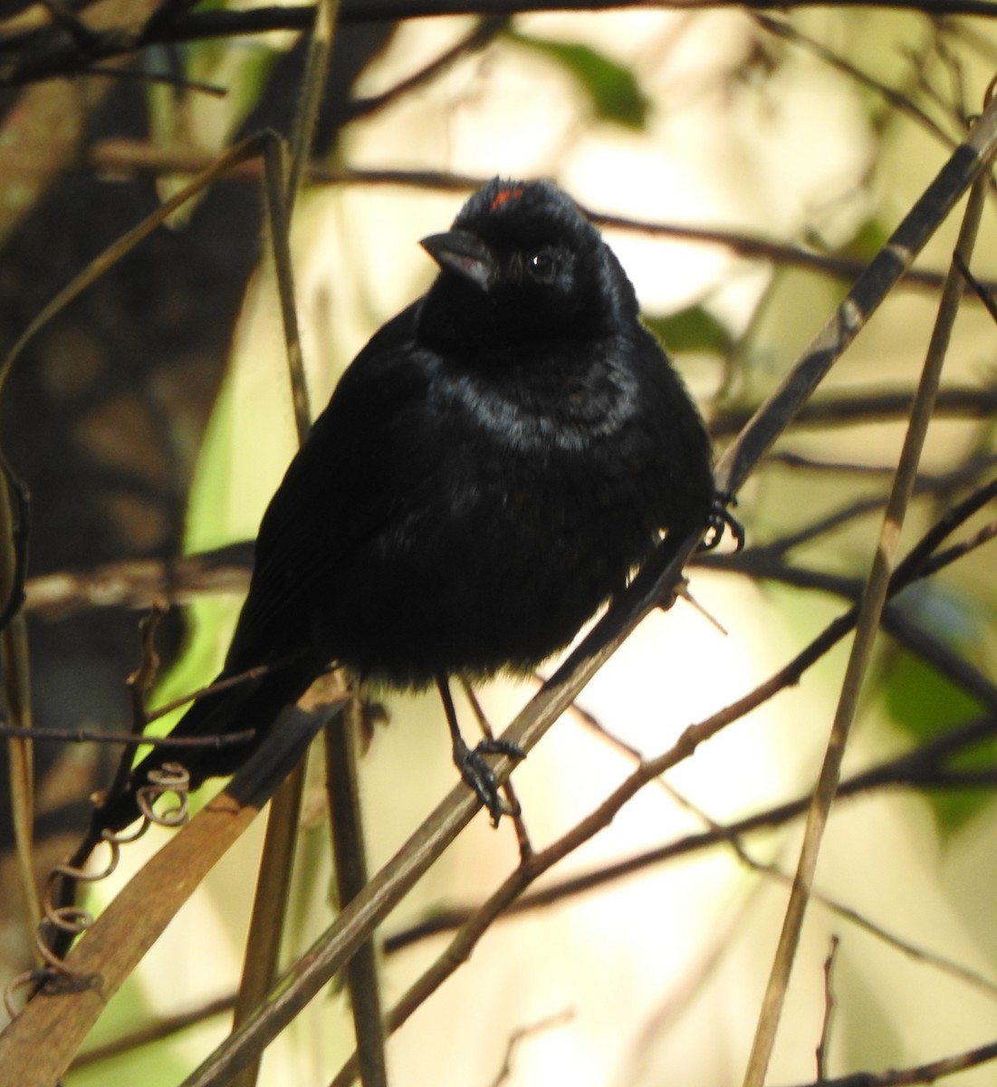 Ruby-crowned Tanager - ML643880909