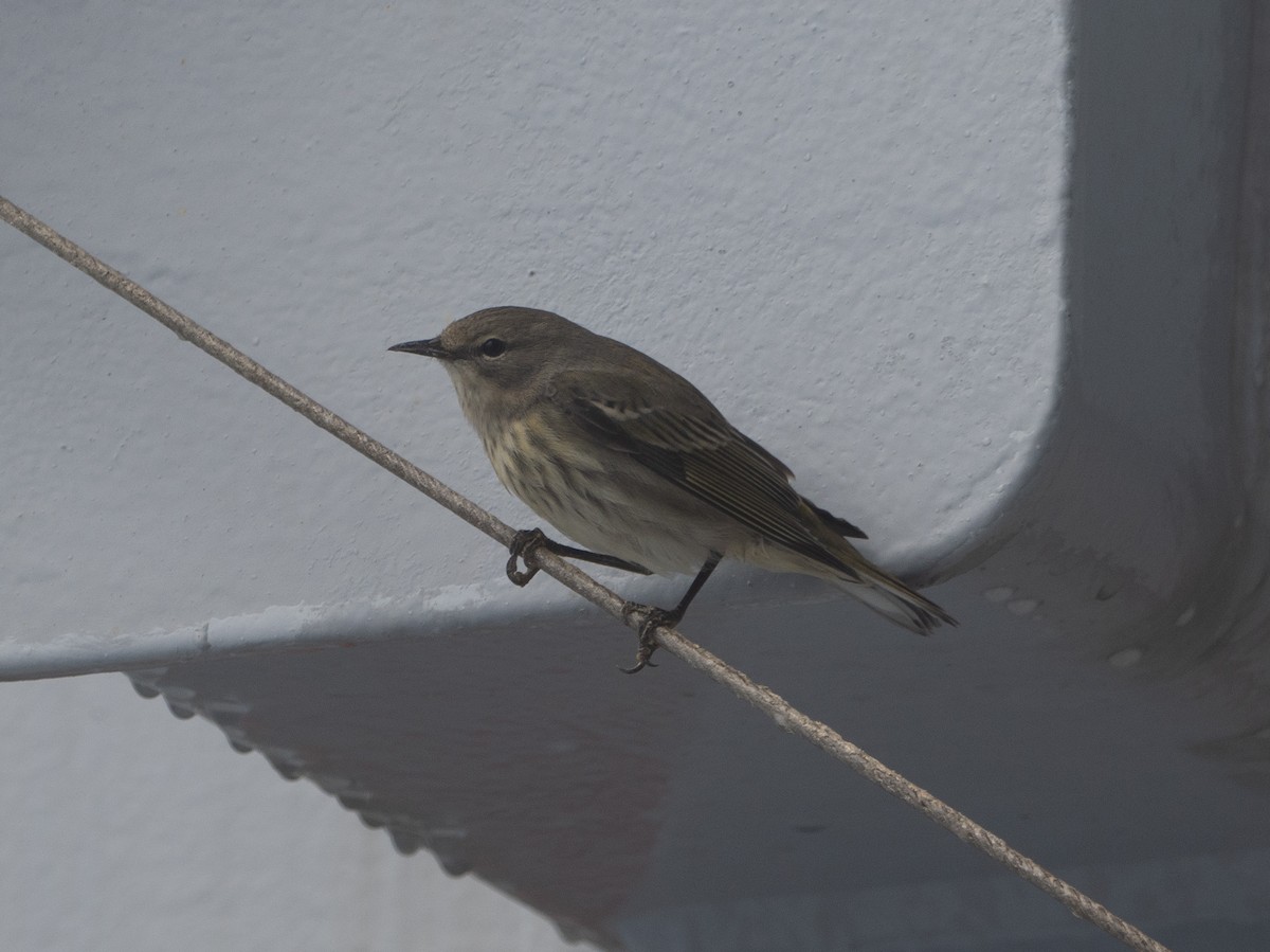 Cape May Warbler - ML643880911