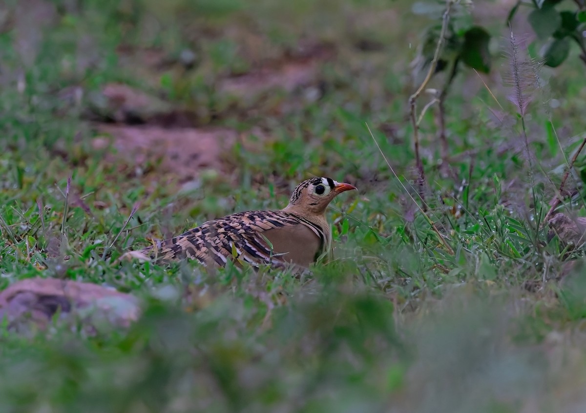 Painted Sandgrouse - ML643880912