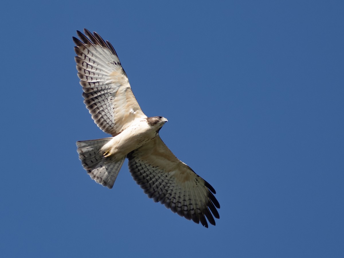 Kurzschwanzbussard - ML643880913