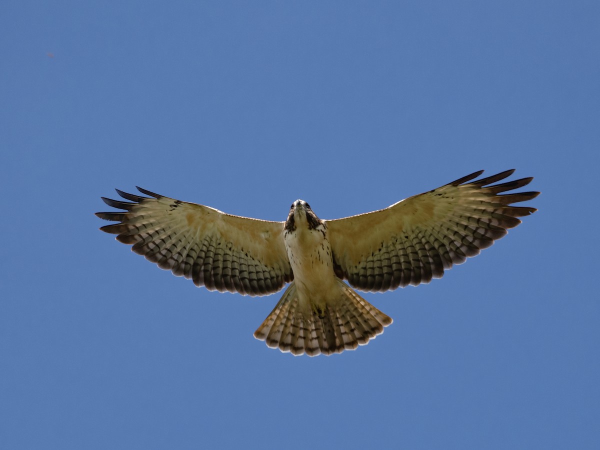 Kurzschwanzbussard - ML643880915