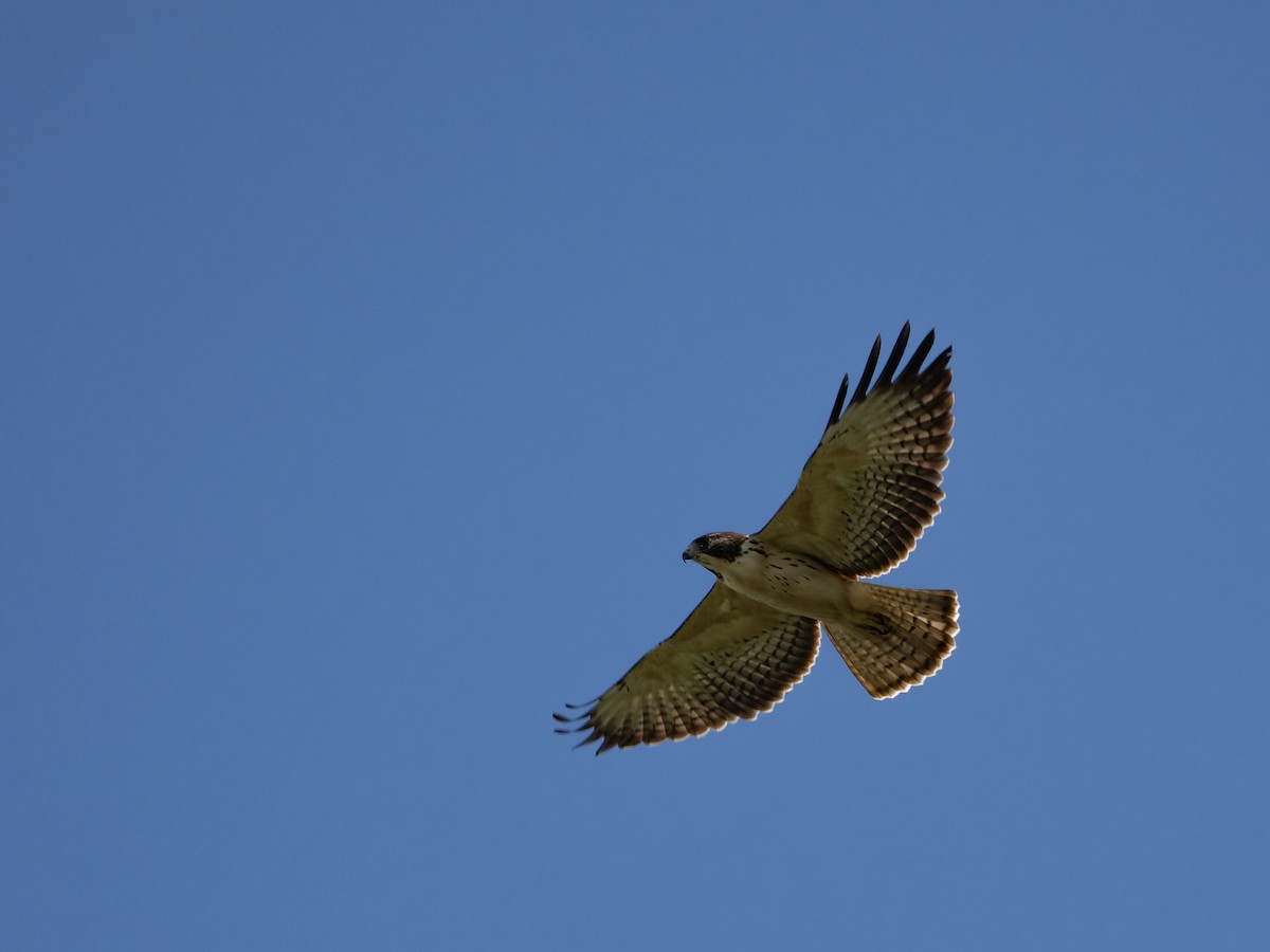 Kurzschwanzbussard - ML643880916