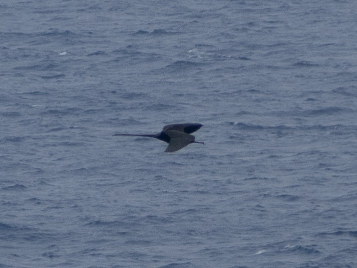 Magnificent Frigatebird - ML643880922