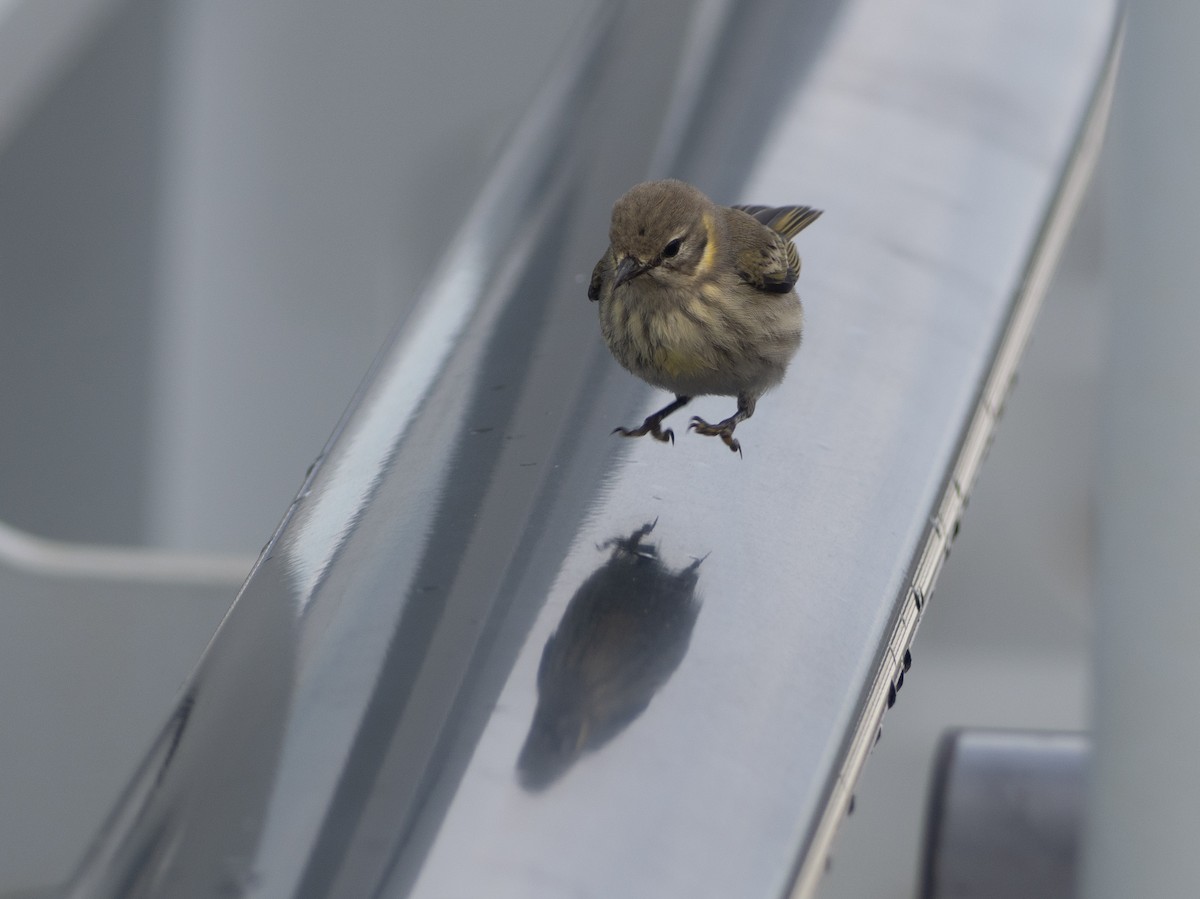 Cape May Warbler - ML643880926