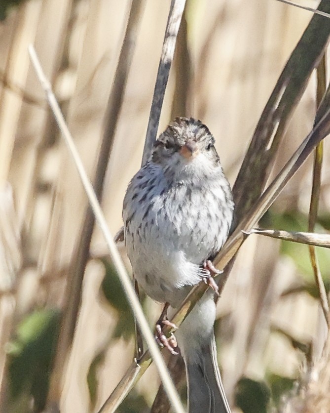 Chipping Sparrow - ML643880930