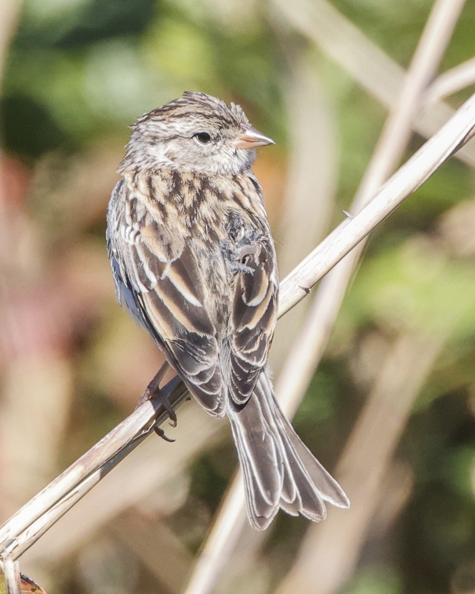 Chipping Sparrow - ML643880931