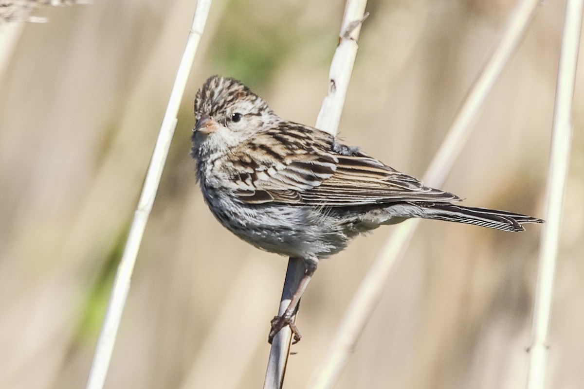 Chipping Sparrow - ML643880932