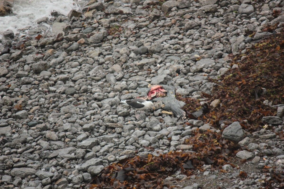 Great Black-backed Gull - ML643880934
