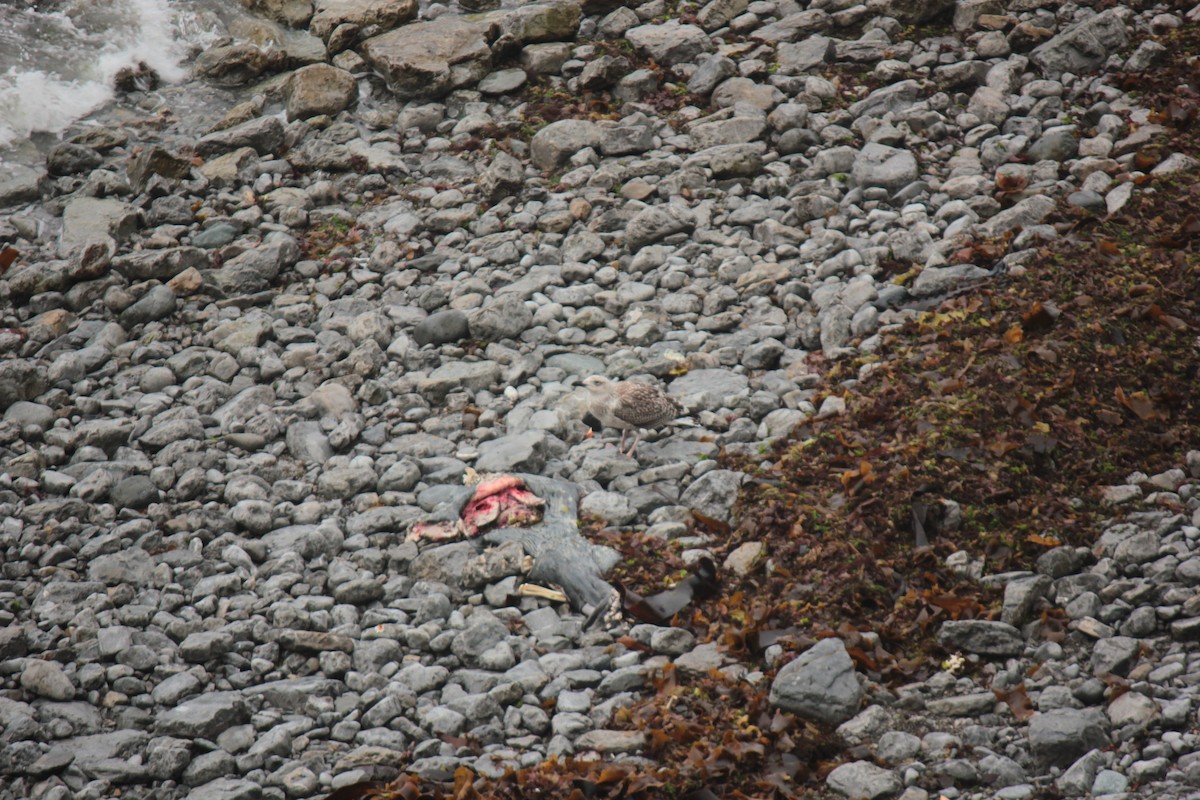 Great Black-backed Gull - ML643880935