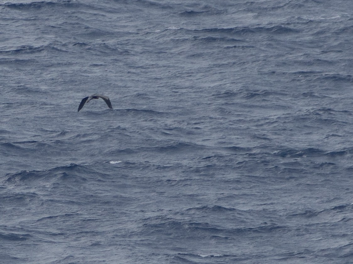 Great Blue Heron - ML643880938