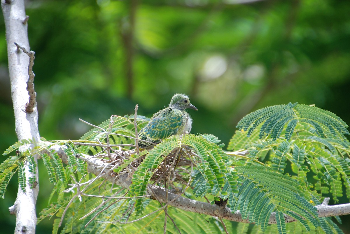 holub růžovohlavý - ML643880940