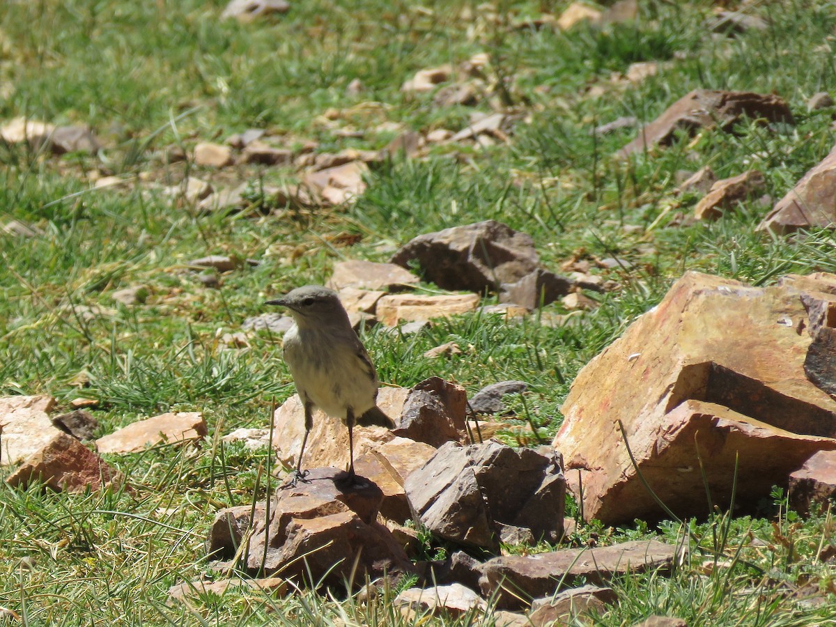 Kül Rengi Yer Tiranı - ML643880941