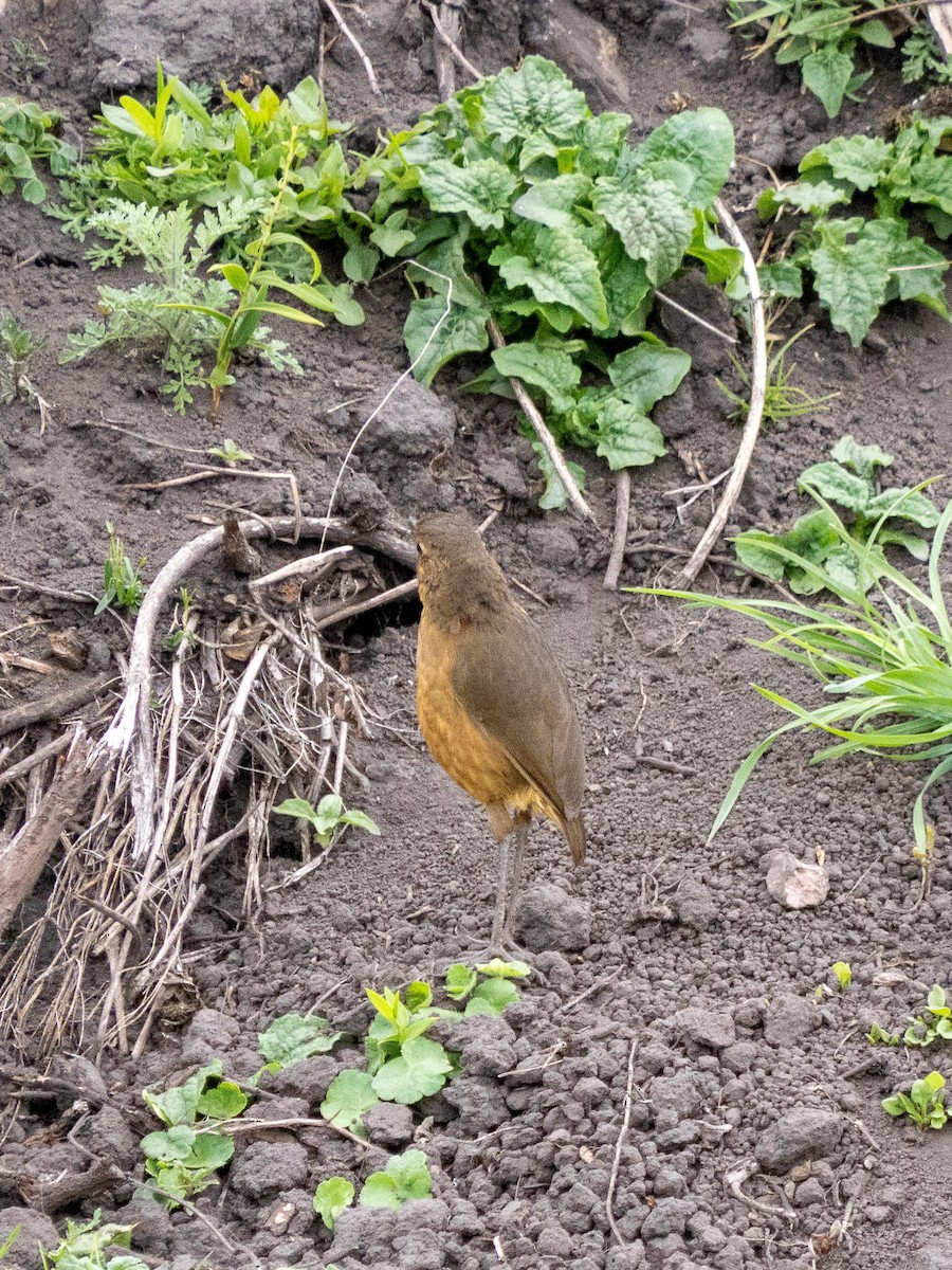 Tawny Antpitta - ML643880942
