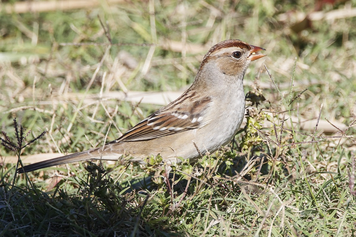 White-crowned Sparrow - ML643880956