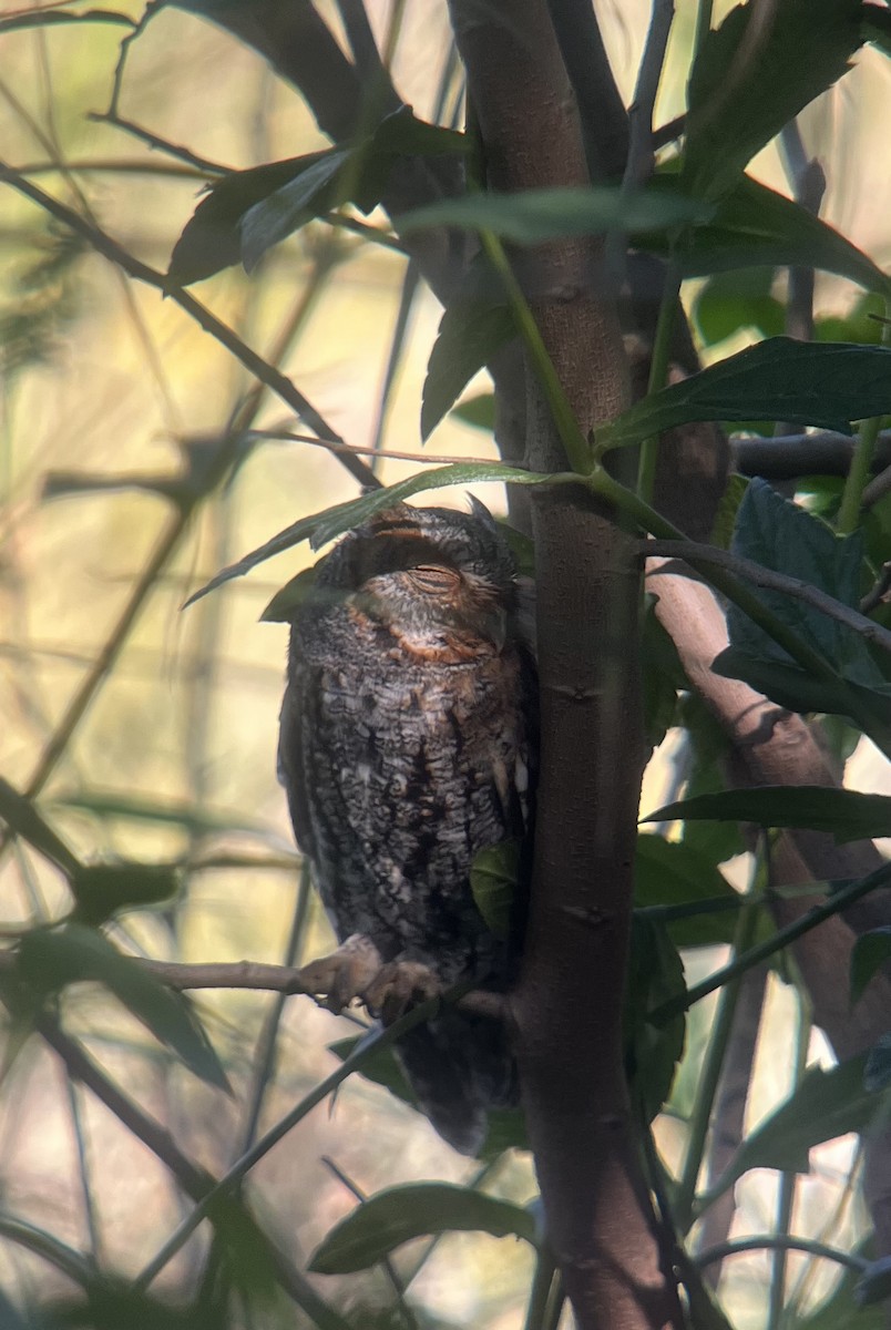 Flammulated Owl - ML643880957